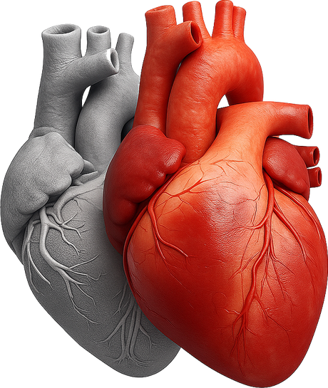 Anatomical illustration of the human heart